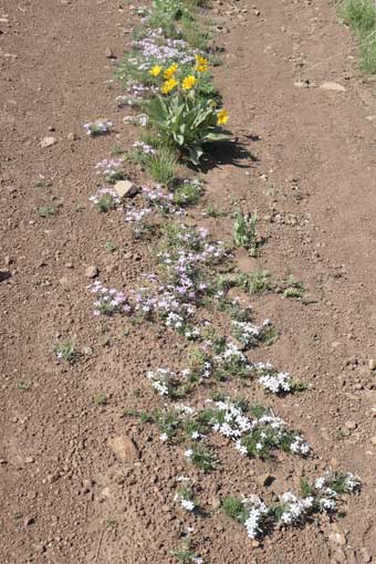 Hart Mountain National Antelope Refuge, Oregon, flowers in the road